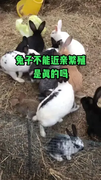 兔子不能近亲繁殖，是真的吗#抖音三农#养兔#养殖