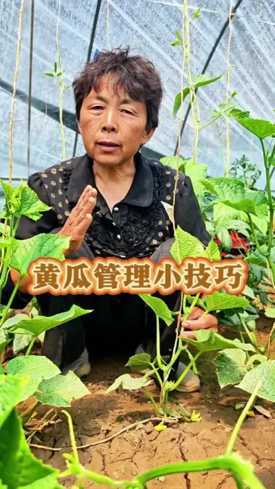 黄瓜管理小技巧#黄瓜种植 #黄瓜管理 #黄瓜 #三农 #蔬菜杨大姐 @DOU+上热门 @抖音创作小助手 @DOU+小助手