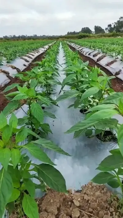 #��ũ#����ݪֲ#ũҵݪֲ