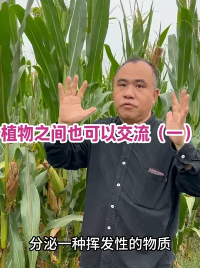 ֲ֮ҲԽһ еﶼòķסֵַϲֽ͵²ֽҶĲֽ#ũݪֲ