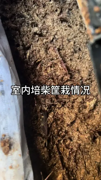 ڿݪֲ һִл#ũ #ݪֲ#ۻ@DOU+С