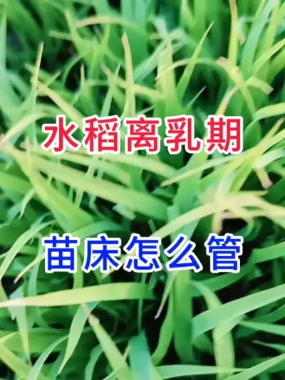 水稻离乳期苗床怎么管？ #传播农业知识传播正能量   #每天分享农业种植小知识   #水稻种植交流   #三农耕耘计划
