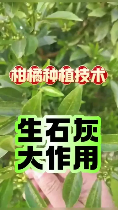 #上热门 柑橘园用生石灰的五大实战技巧！解决土壤酸化、裂果、冻害，增产又提质！#柑橘种植技术 #三农种植 #生石灰 #助力果农