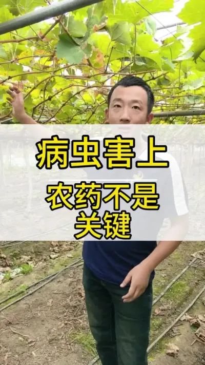 ǿ׳ʽ  #ݪֲ #õ #ݪֲ #֩ #ũ