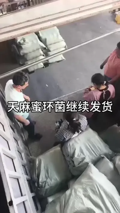 天麻蜜环菌装车，待会儿晚上出发#天麻种植#种植技术