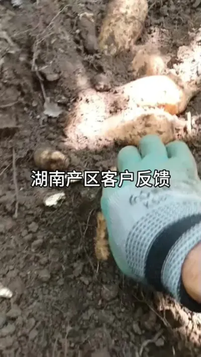 ϲݪֲ #ũ #ݪֲ #ݪֲ #ֱ@С