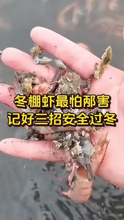 #李新聊对虾#嘉骏新水产#南美白对虾养殖#嘉甘宁#嘉速壮