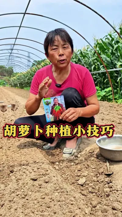 ͷ���ܲ�ĩ����������ܲ�ָ�ľ��Ǻ��ܲ������ں��ܲ������¶ȵ͵ĵ�������������#��ũ #���ܲ� #�߲����� #ݪֲС���� #�ܲ�ݪֲ @DOU+������ @��������С���� @DOU+С����