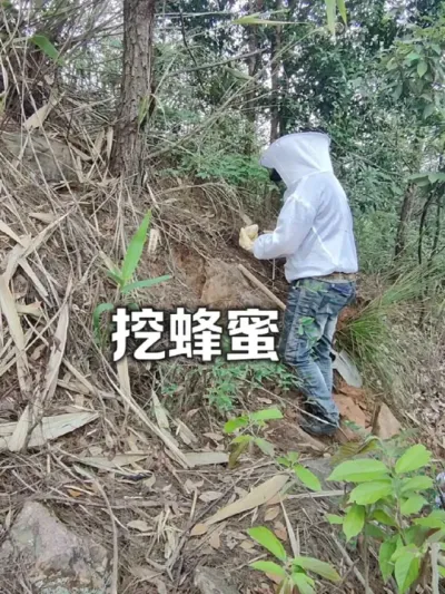 挖蜂蜜 挖一窝野外的蜜蜂。#野蜂蜜 #这就是村里的劳动节 #新农人计划2025