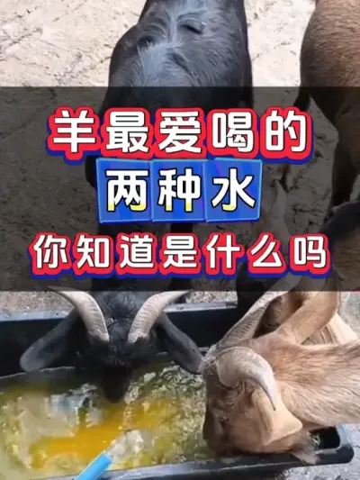 羊最爱喝的两种水你知道是什么吗 #养羊#牛羊养殖#新手养羊#养羊人