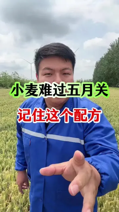 老话说，小麦难过五月关！ #小麦种植 #小麦灌浆期 #小麦干热风 #小麦高产配方