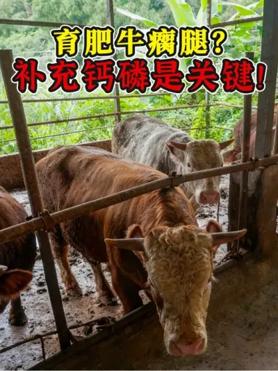 ţ߷ȳֻȱص㣡 #ţȳ #ţȱ΢Ԫ #ţ #ũţ #ţ