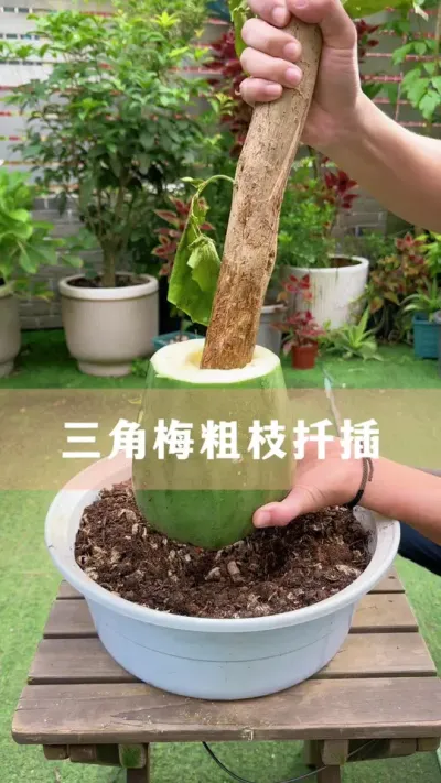 ÷֦׼ȷǤҪ#÷ #ֲ #С֪ʶ