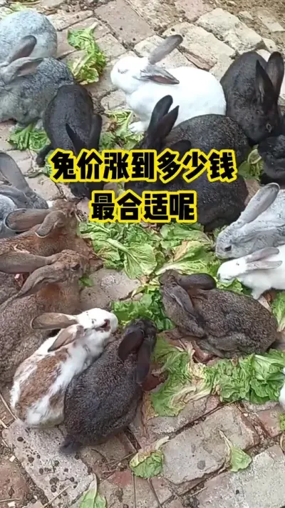 兔价涨到多少钱，才最合适呢#抖音三农#养殖#养兔