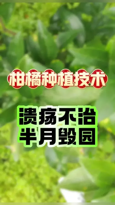 ���ٷ������������ô���������#����ݪֲ #�������� #ũҵݪֲ���� #����ݪֲ #��������