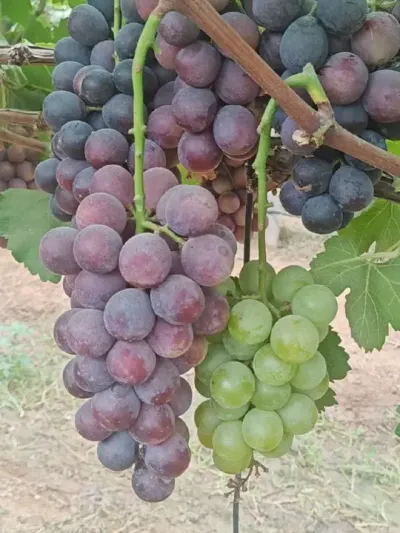 ɫⰸ˶һԵԭɰкõյѳ#ѹ #ɫ # #ݪֲ