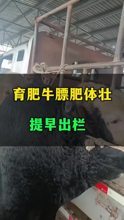 ţ׳#ţֳ #ţֳ #ֳ