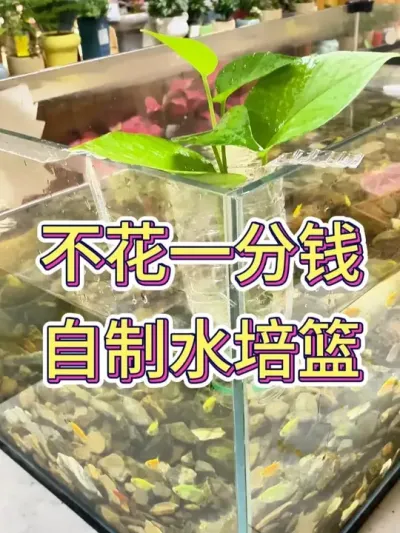 һǮˮ#ˮ #ˮֲ #ֲ # #С֪ʶ