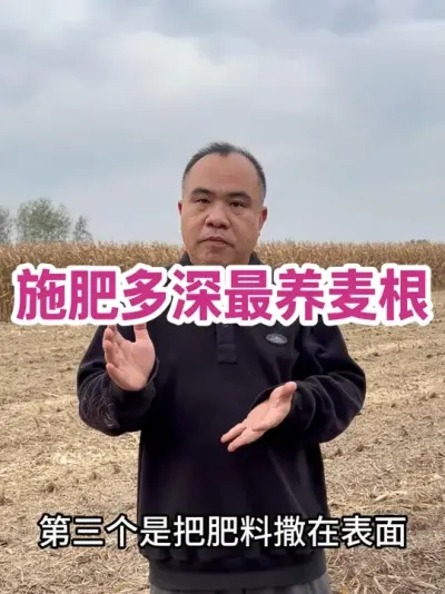 施肥多深最养麦根 哪种施肥能兼顾根系范围最广，哪种施肥方式就最科学。把肥送到15到20厘米处，配和追肥和喷肥，能够上中下都兼顾！#农业种植技术