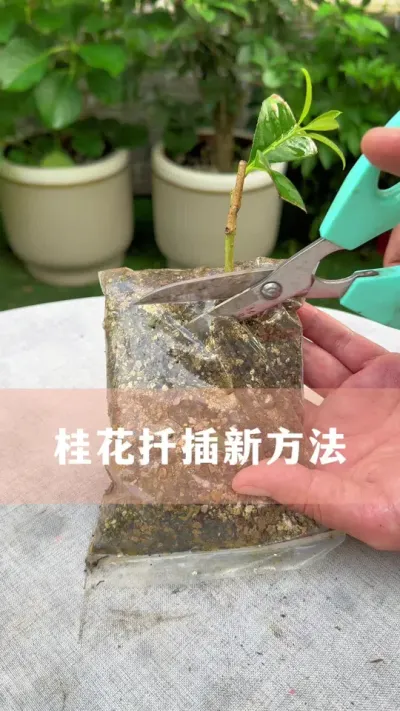 ��Ǥ����Ҫ��#�� #������ֲ #����С֪ʶ #������������