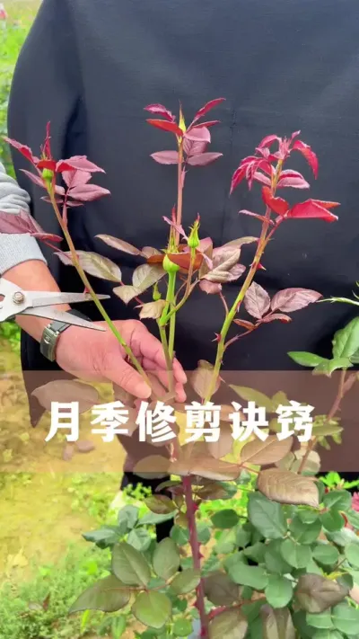 月季这三种枝叶不剪掉，别想开爆花#月季 #花卉绿植 #养花小知识 #分享养花经验