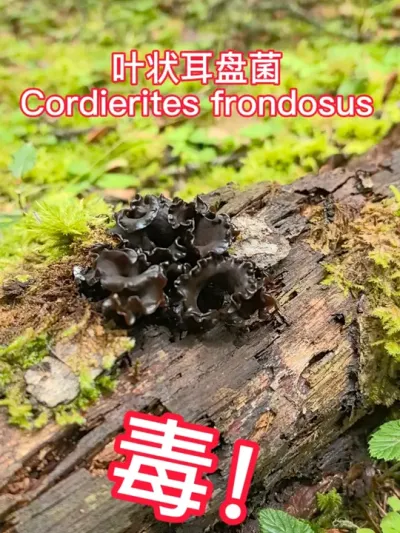 Ҷ״̾Cordierites frondosus#Ģ#ĴȻ #Ģ #Ұ