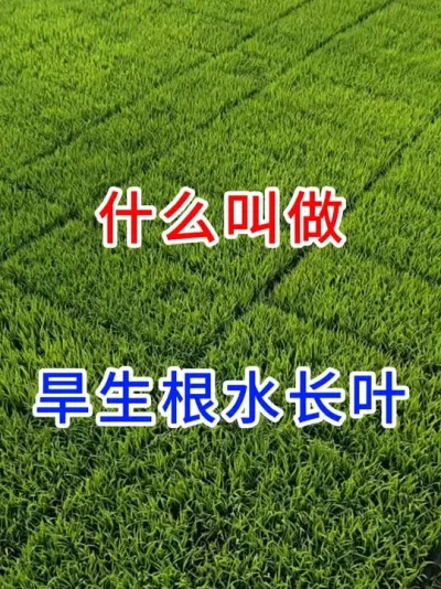 什么叫做旱生根水长叶？ #传播农业知识传播正能量   #传播农业种植小知识  #春耕播种  #春耕进行时