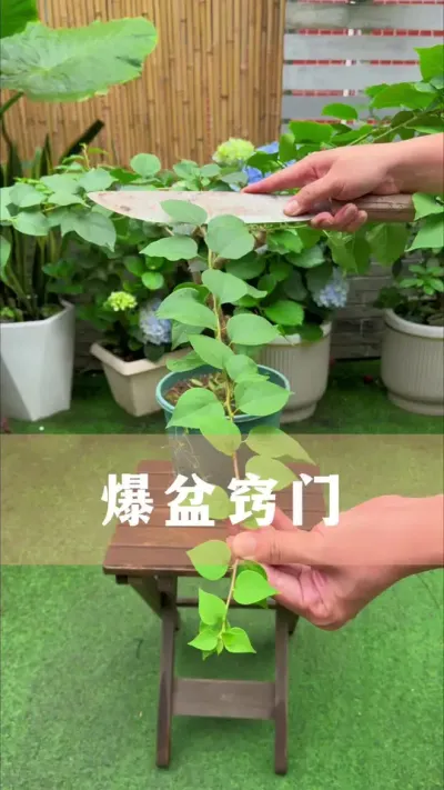 想要把花养爆盆，记住这些小窍门#花卉绿植 #养花小知识 #爱生活爱养花 #分享养花经验