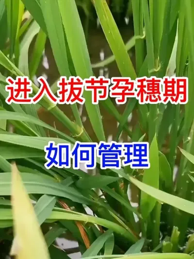 ν #֪ʶ  #ũҵݪֲ  #  #ũҵ֪ʶũ