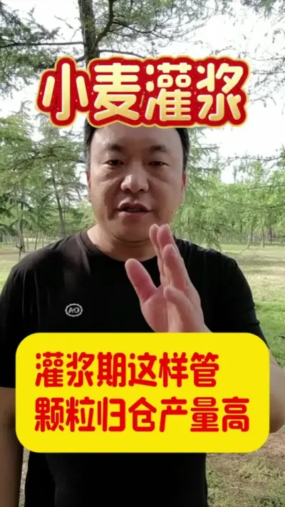 灌浆期这样管，颗粒归仓产量高。#小麦灌浆期管理 #小麦种植 #小麦浇水
