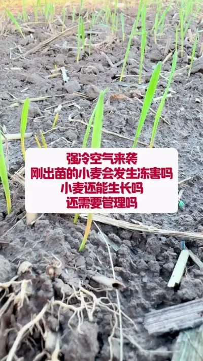 ϮСᱬ #ũҵݪֲ #߰ #ũ֪ʶ #ݪֲС #ũҵݪֲ