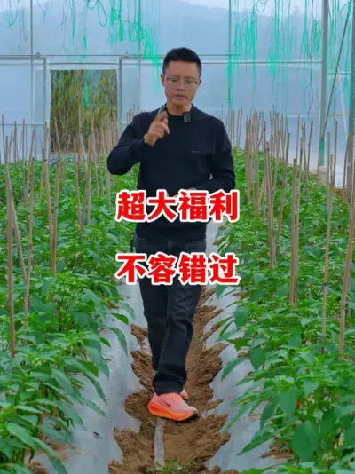 Ϯֹ#ݪֲ # #С #߽ #ũ2025