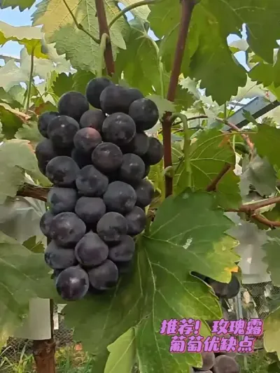 ˵˵õ¶ѵ ǰһֱæƵüûиһһǰĺõƵڸصõ¶춼ȱ̸һ̸ûƵƷֻһֱѧϰŻŻ