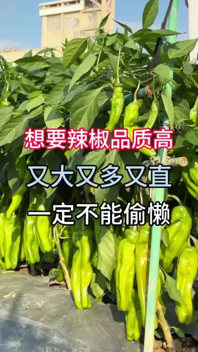 ��Ҫ�����߲��������ִ���ֱ����������#��ũ #�����߲�ݪֲ #ũҵݪֲ