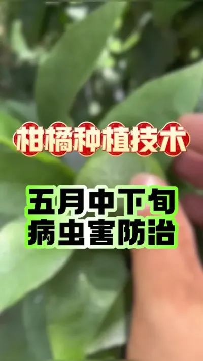 #dou上热门 【柑橘5月膨果关键期：病虫害防控&ldquo;三板斧&rdquo;，稳果提质看细节】 #柑橘种植 #科学用药 #病虫害防治 #砂糖橘