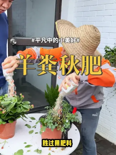 羊粪秋肥 #盆栽 #羊粪 #秋肥 #绿植 秋肥是重要的一次施肥，秋肥用羊粪很合适