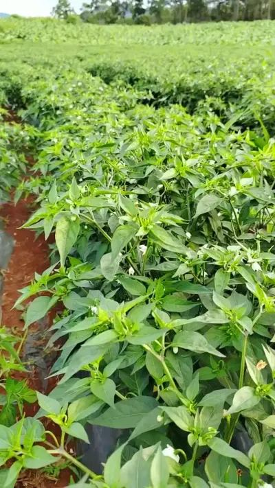 ҪŻŻǰĹҪ #ũҵ֪ʶ #ũ #ݪֲ