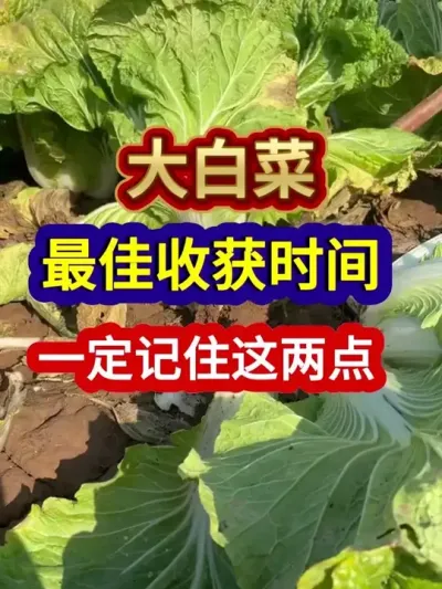 ȷջʱһҪ #ײݪֲ #ũҵݪֲ #ݪֲС #ũ #ũҵ֪ʶũ