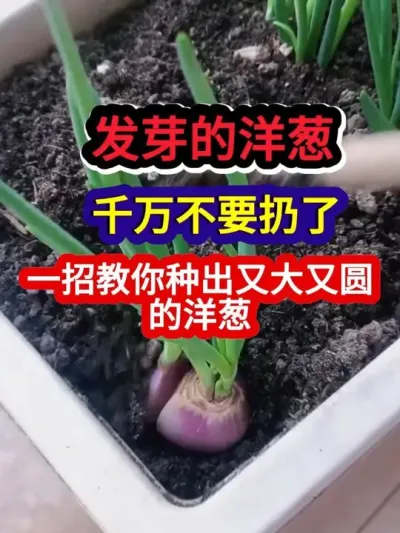 ѿҪһнֳִԲ #ݪֲ #ũҵݪֲ #ݪֲС #ũ #ũҵ֪ʶũ