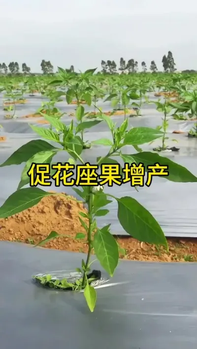 强力促花座果，提高做果率，增产增收#辣椒 #高产 #三农