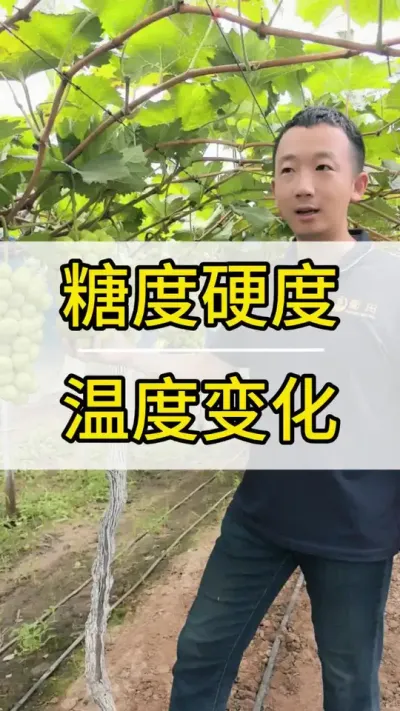 Ӳڲ¶µĲ #ݪֲ #ũ2022 #õ #ũ #ݪֲ