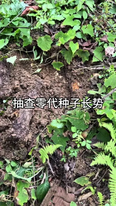 ӳ #ũݪֲ #շ#ũҵݪֲ  @С