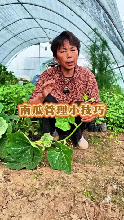 南瓜管理小技巧#南瓜 #南瓜种植 #南瓜管理方法 #三农 #蔬菜杨大姐 @抖音创作小助手 @DOU+小助手 @DOU+上热门