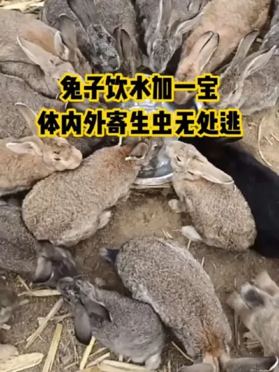 兔子饮水加一宝，体内外寄生虫无处逃#抖音三农#养殖#养兔