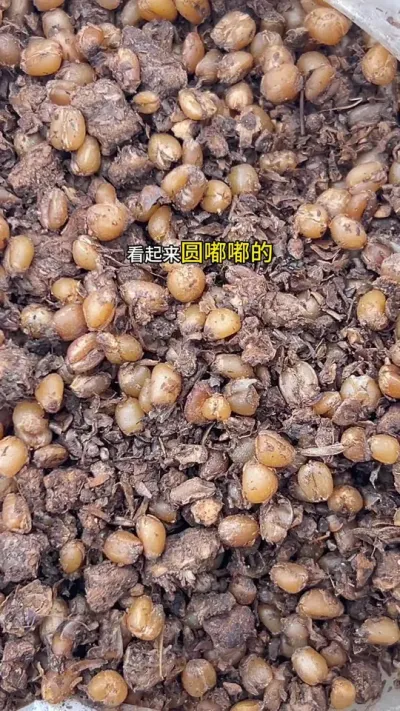 Ǿҵһֱϸھɰ…… #Ǿ#Ǿݪֲ #Ǿ # #