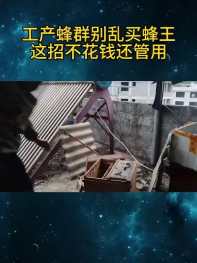 工产蜂群别乱买蜂王！这招不花钱还管用 #蜜蜂工产#养蜂技术分享 #养蜂经验分享#业余养蜂爱好