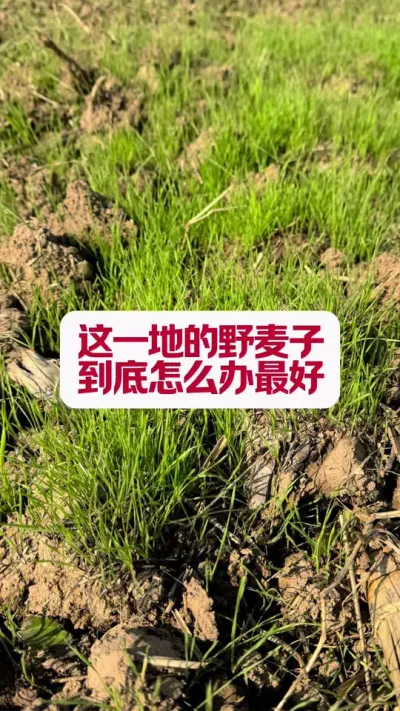 һҰôã #ũҵݪֲ #ݪֲС #ũҵݪֲ #ݪֲ