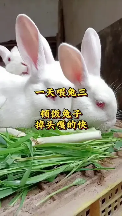 一天喂兔三顿饭，兔子掉头嘎的快 #养兔人  #散养兔 #肉兔养殖 #养兔技术交流中心