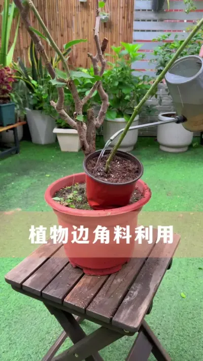 ֲ��ı߽��ϱ�����ʹ�ú��˶��Ǳ�#������ֲ #����С֪ʶ #������������