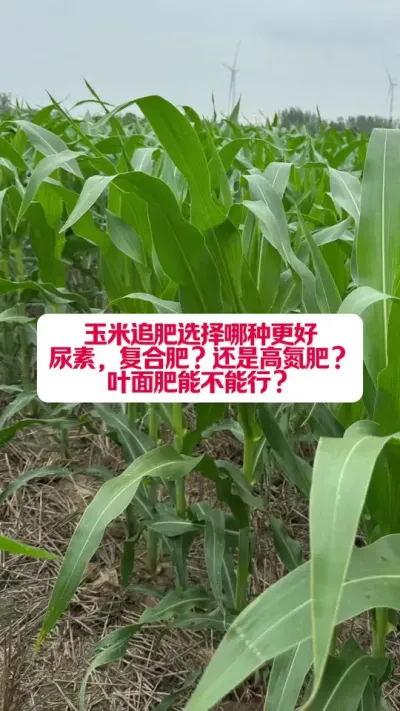 ׷ѡվɸϷվҶ #ũҵݪֲ #ũҵݪֲ #ũҵ֪ʶ